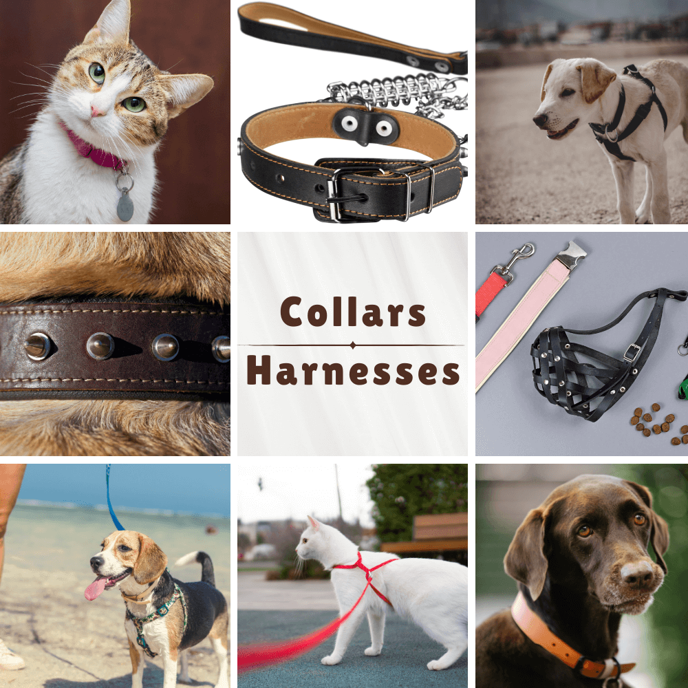 Collar & Harness