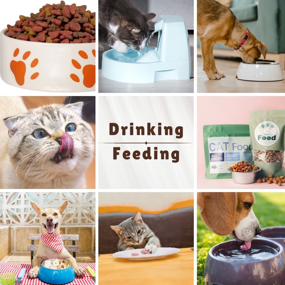 Drinking & Feeding